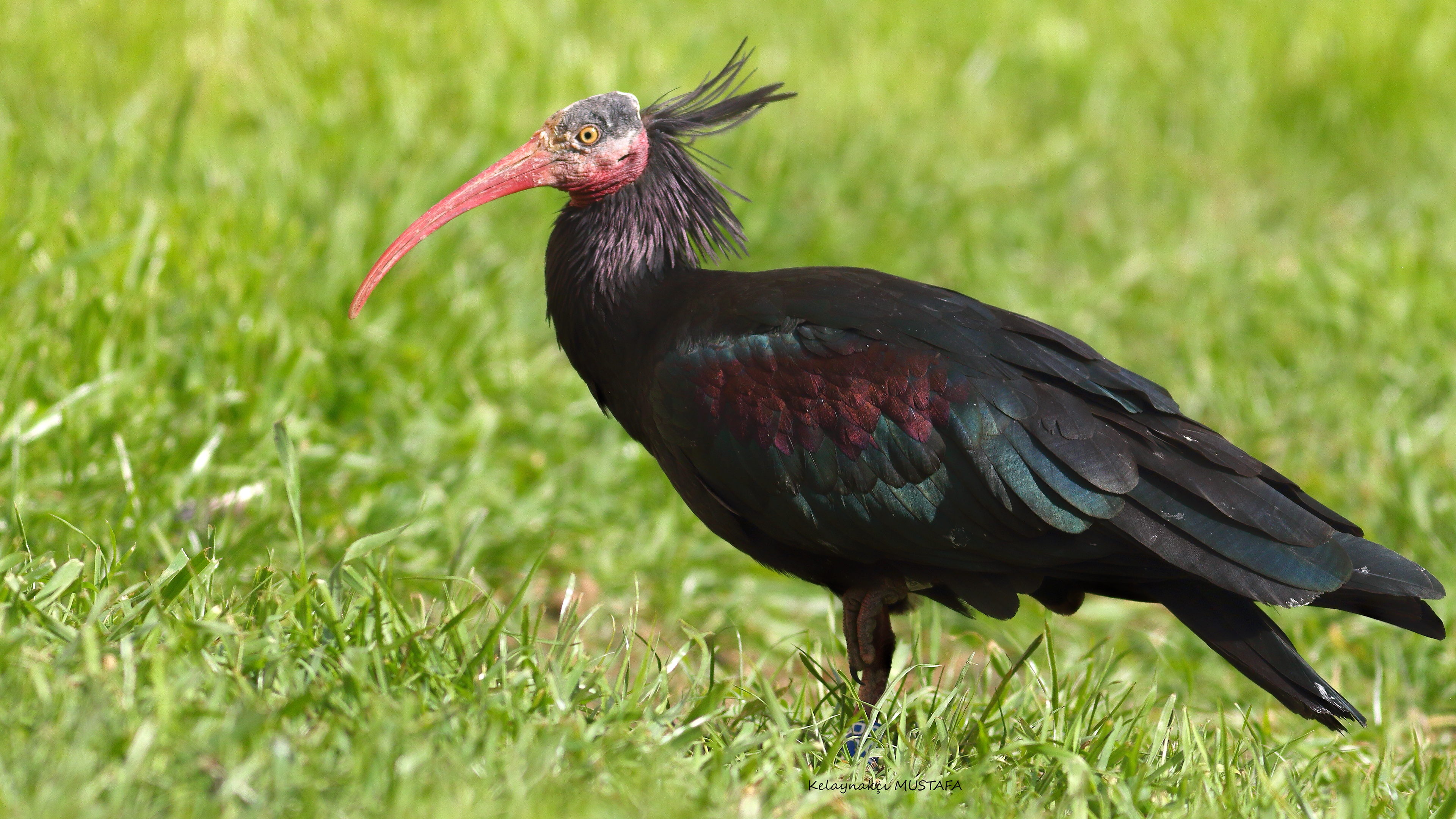 Northern Bald Ibis